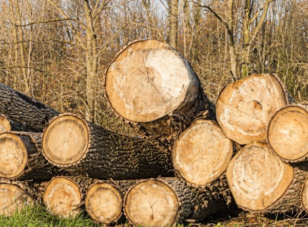Bois de chauffage Négrondes